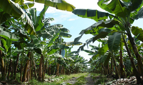 tour-banano-costa-rica