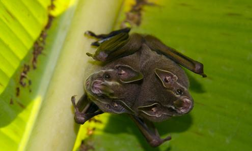 tour- Murciélagos-costa-rica